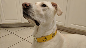 Just Smile Dog Collar